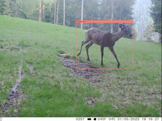 Wildkamerabild mit Detektion